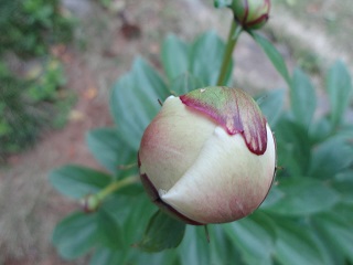 DSC03334.JPG