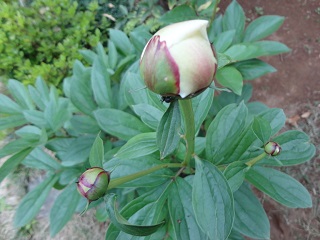DSC03335.JPG
