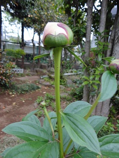 DSC03336.JPG