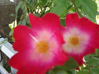 DSC03406.JPG