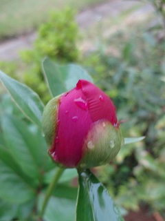 DSC03432.JPG