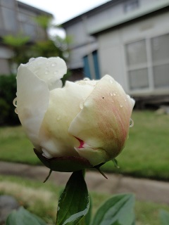 DSC03433.JPG