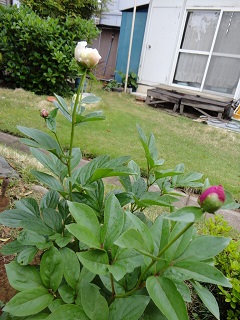 DSC03434.JPG