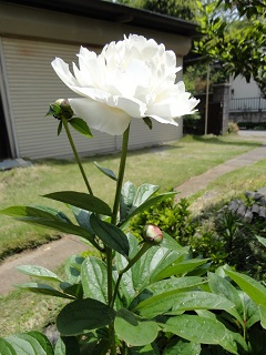 DSC03462.JPG