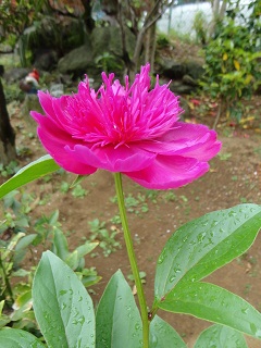 DSC03475.JPG